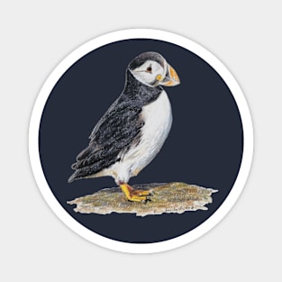 Atlantic Puffin drawing Magnet